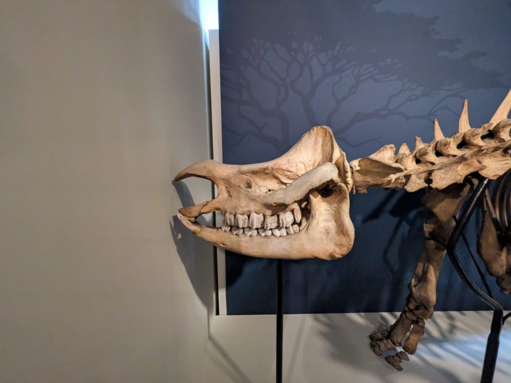Grant Museum Skull 